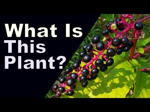 Identification of Pokeweed ( and toxicity/edibility)
