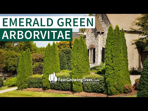 Emerald Green Arborvitae Privacy Trees | FastGrowingTrees.com