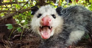 Do Possums Attack, Kill, Or Eat Chickens?