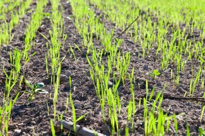 How Long Does It Take Grass Seed To Grow: Seed To 2" Tall