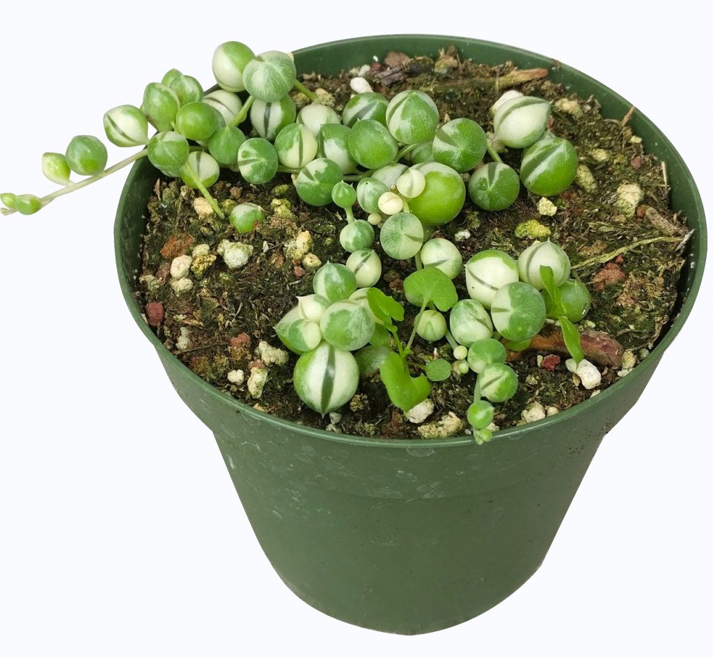 thumbnail image 2 of Variegated String Of Pearls – Senecio Rowleyanus, 6 Inch Pot, Very Long Trails 2 of 5