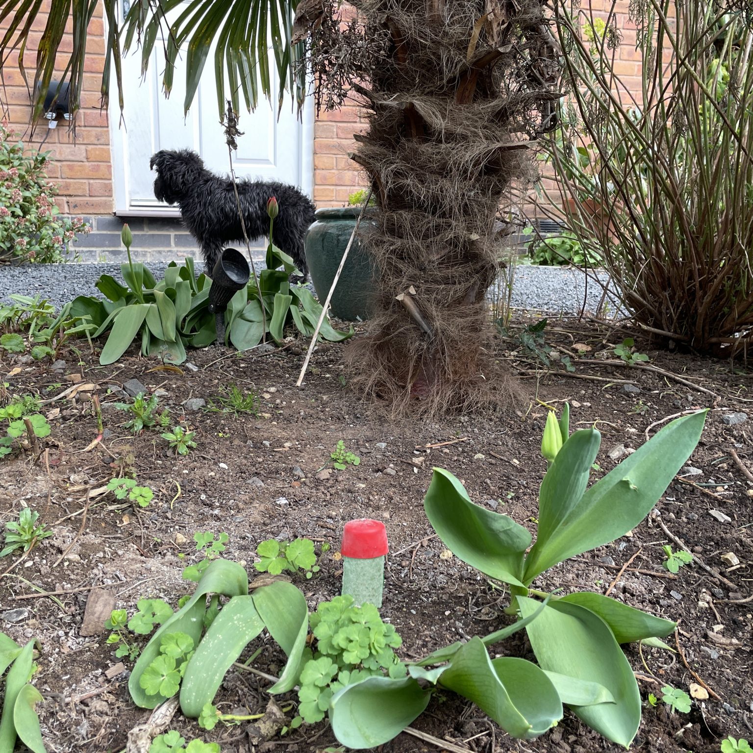 9 Best Palm Tree And Fern Fertilizers + When To Fertilize Palms