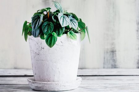 Peperomia-Frost