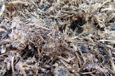 mushroom compost