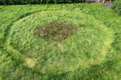 grass smells like manure under my paddling pool