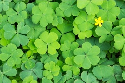 will 2 4 d kill clover