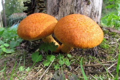 Orange Mushrooms In Yard