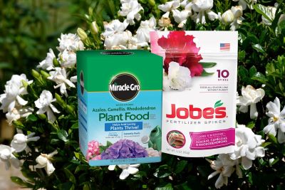 Best Fertilizers for Gardenias.