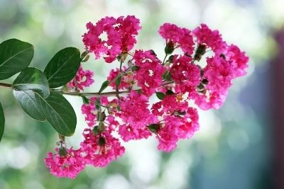 Crepe Myrtle Not Blooming
