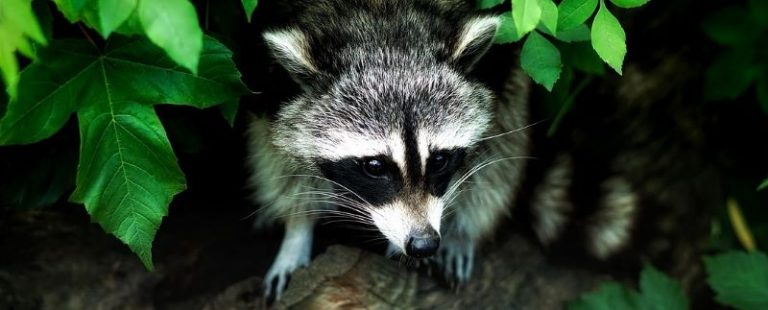 Do Raccoons Come Out During The Day | Solved