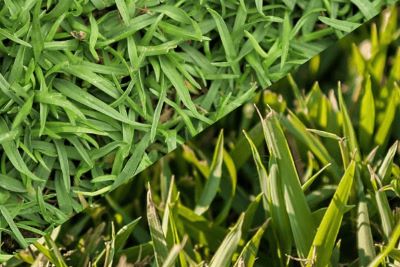 Bermuda Vs Centipede Grass