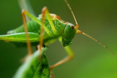 Do grasshoppers have wings