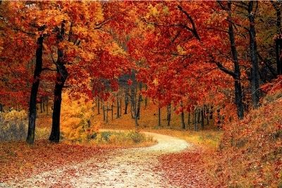Colorful Fall Trees With Beautiful Foliage | Autumn Leaves