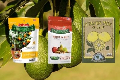 Best Fertilizer for Avocado Trees