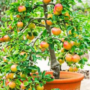 15 Delicious Dwarf Fruit Trees For Patio, Pots And Containers