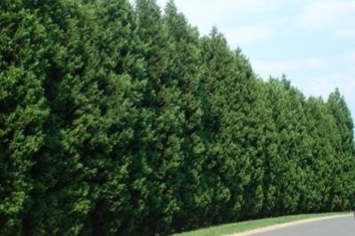 Leyland Cypress hedge_main.