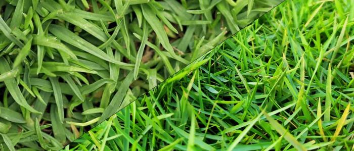 Zoysia Grass Vs Bermuda Grass Head To Head Which Is Best Zoysia Grass Vs Bermuda Grass Head To Head Which Is Best