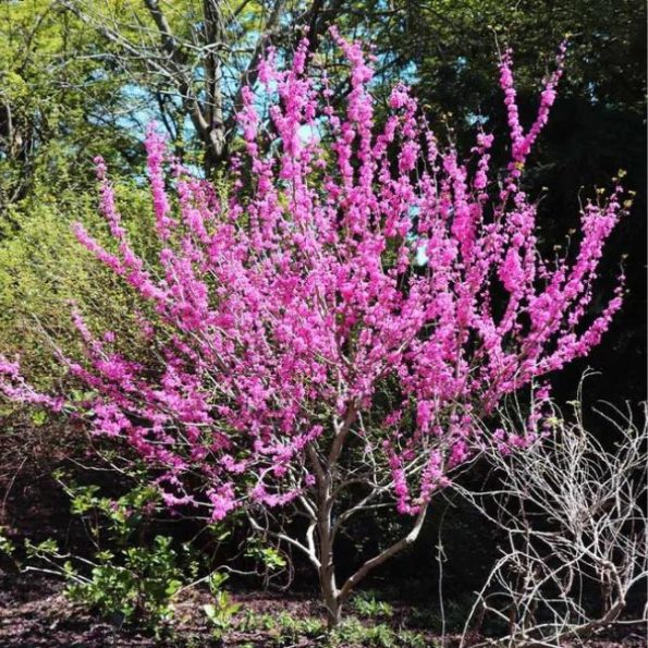 19 Best Trees For Front Yards And Near Your Home