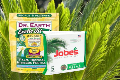 Best Sago Palm Fertilizer