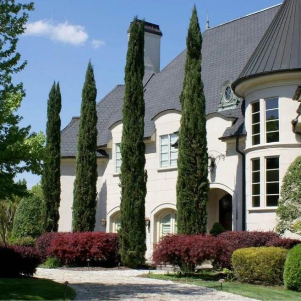 19 Best Trees For Front Yards And Near Your Home