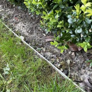 5 Best Boxwood Fertilizers | How & When To Apply