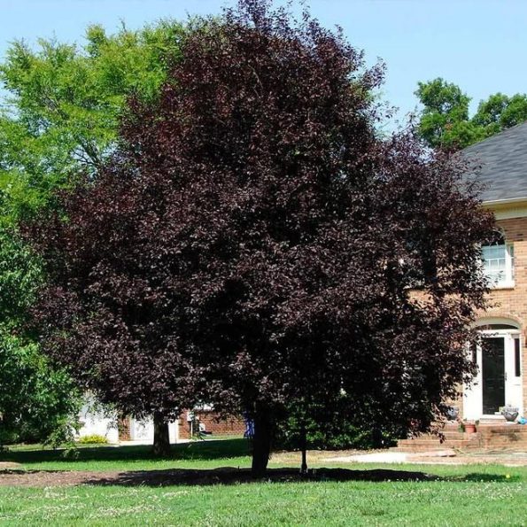 19 Best Trees For Front Yards And Near Your Home
