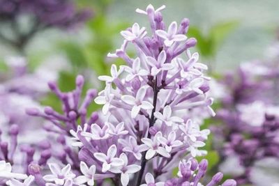 Trees with Purple Flowers