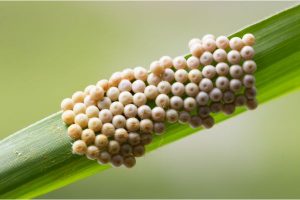 Identifying Yellow Insect Eggs In Soil SOLVED