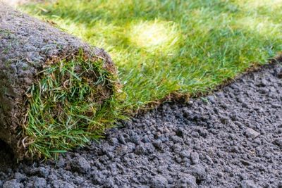 when to mow new sod