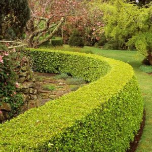 15 Amazing Types Of Boxwood Shrubs For Landscaping