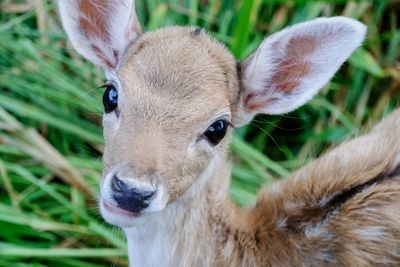 do deer eat potato plants