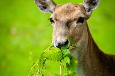 Zinnias And Deer