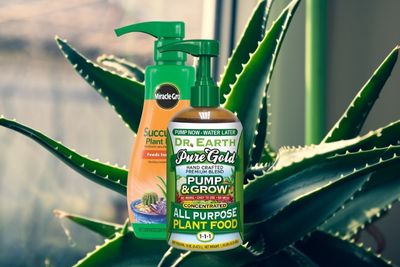 fertilizer for aloe vera