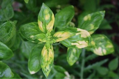 Basil Leaves Turning Yellow
