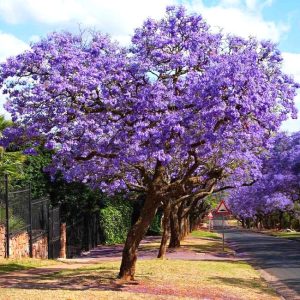12 Best Trees For Shade Low Maintenance Fast Growing 