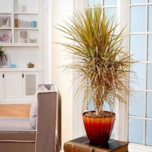 15 Stunning Low Light Indoor Trees | Shade Tolerant