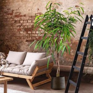 15 Stunning Low Light Indoor Trees | Shade Tolerant