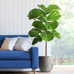 15 Stunning Low Light Indoor Trees | Shade Tolerant