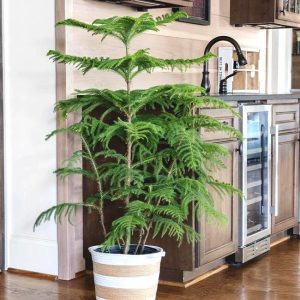 15 Stunning Low Light Indoor Trees | Shade Tolerant
