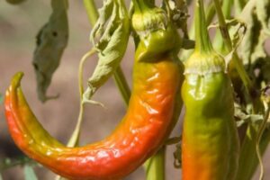 When To Pick Anaheim Peppers For A Perfect Harvest