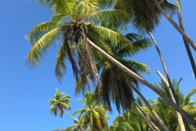 Where Do Palm Trees Grow Native