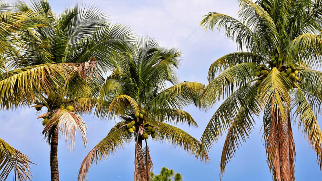 7 Simple Ways To Kill Palm Trees With Fast Results