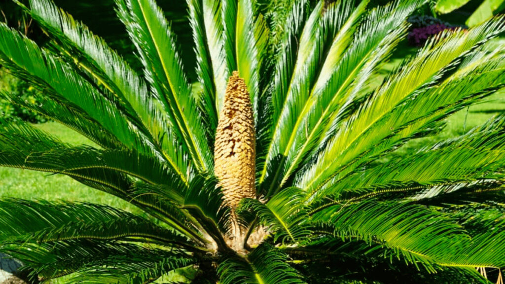 7 Simple Ways To Kill Palm Trees With Fast Results