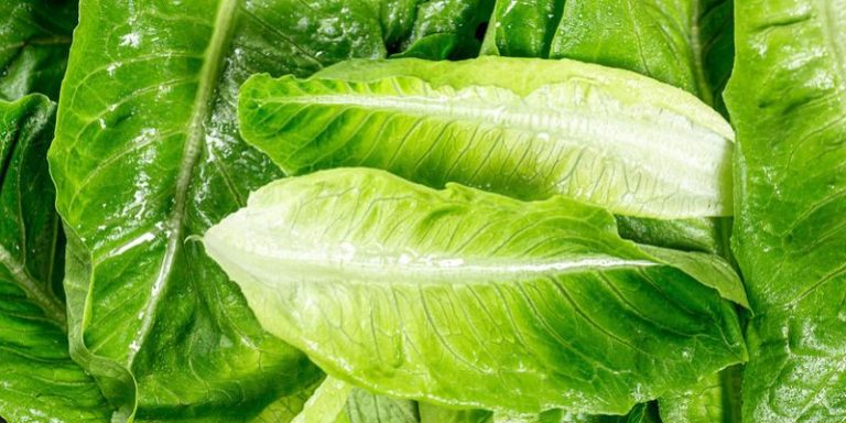 Image result for When To Harvest Romaine Lettuce | 3 Ways To Pick It