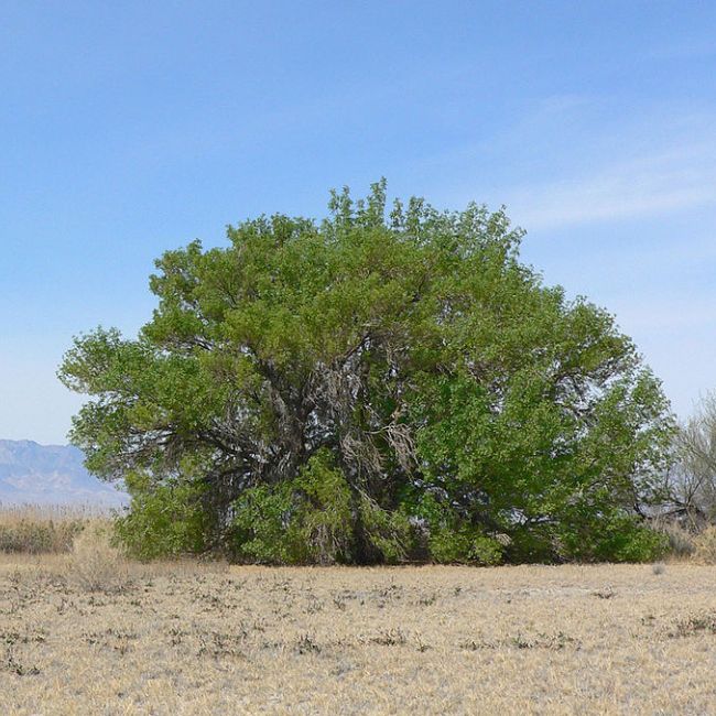 Arizona Ash