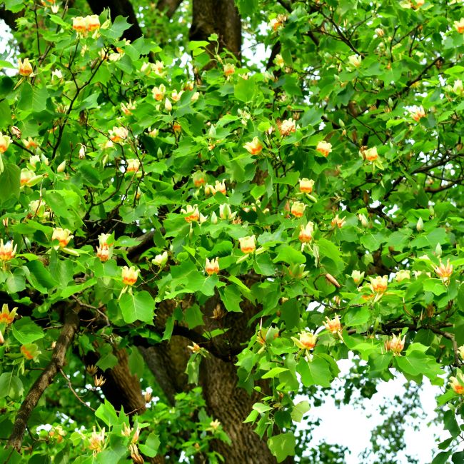 Tulip Tree