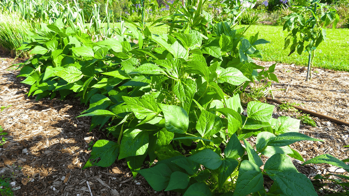 31 Best Companion Plants For Beans (And 5 To Stay Away From)