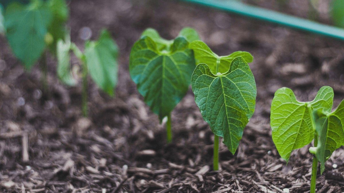 31 Best Companion Plants For Beans (And 5 To Stay Away From)