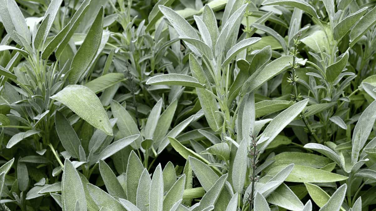 12 Best Sage Companion Plants And 3 NOT To Plant