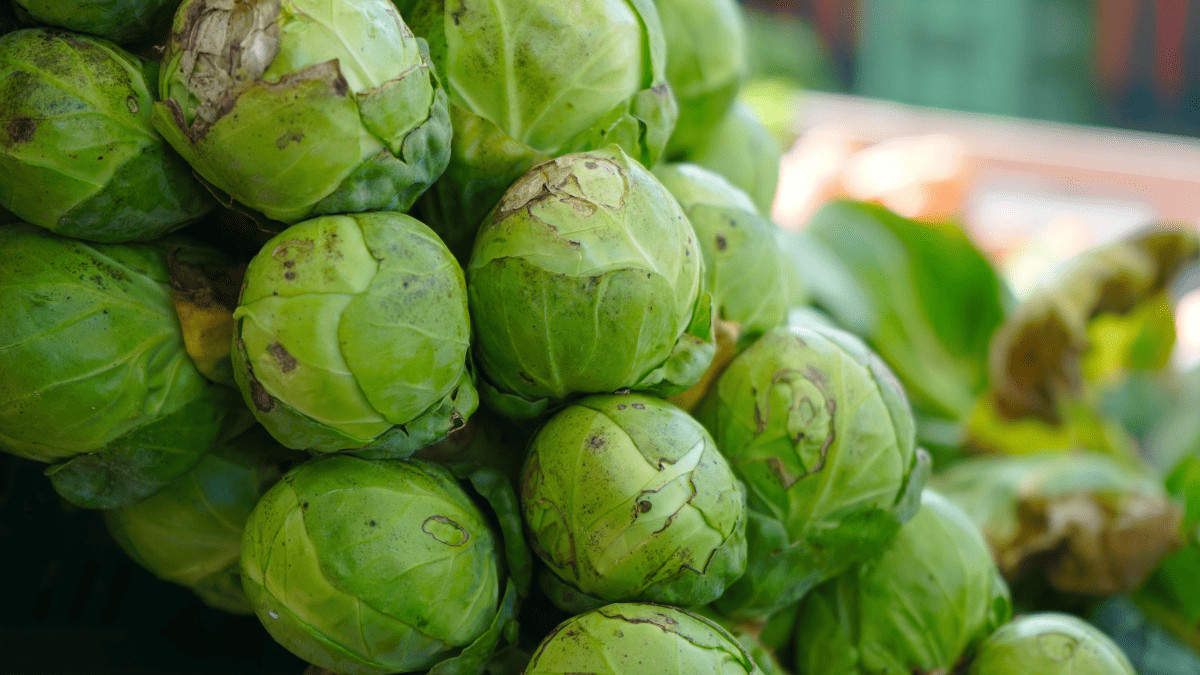 12 Best Brussels Sprouts Companion Plants And 4 To Avoid